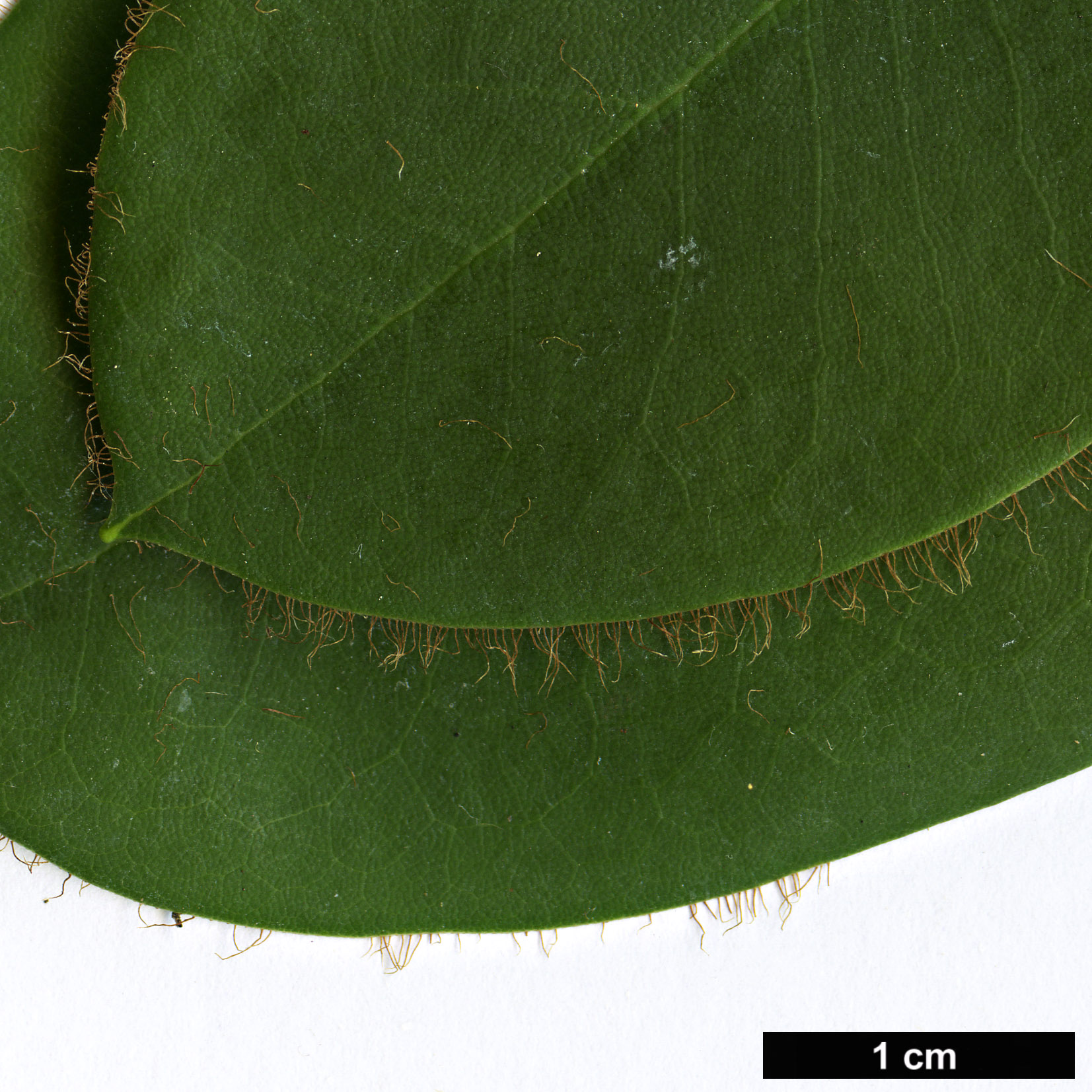 High resolution image: Family: Ericaceae - Genus: Rhododendron - Taxon: purdomii HORT